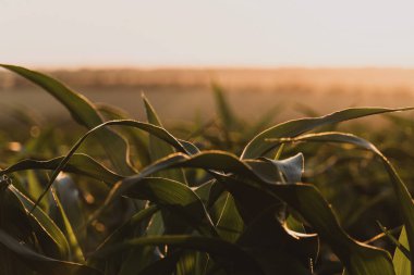 Batan güneşe karşı yeşil taze mısır filizleri. Olgunlaşan mısır tarlası