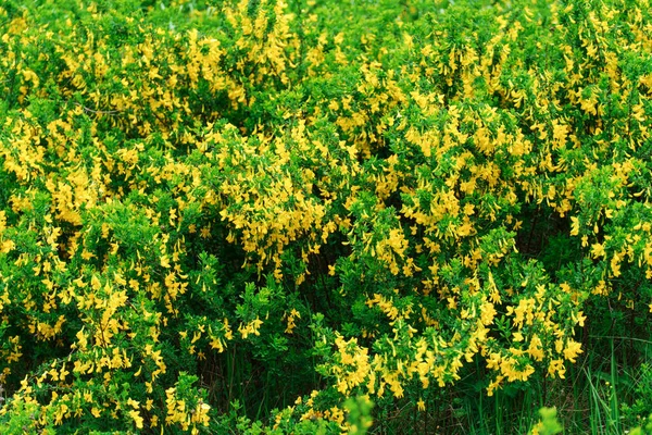 黄色的春天 绿色灌木丛上的小花 春天里 — 图库照片