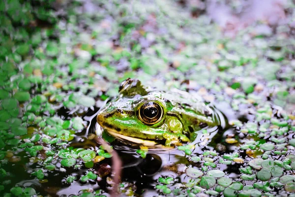 Toad River Toad Partially Submerged Duckweed Pond Countryside — Stock Photo, Image