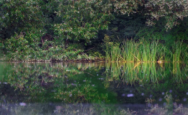 Rivieroever Prachtig Landschap Zonnige Ochtend Aan Rivier — Stockfoto