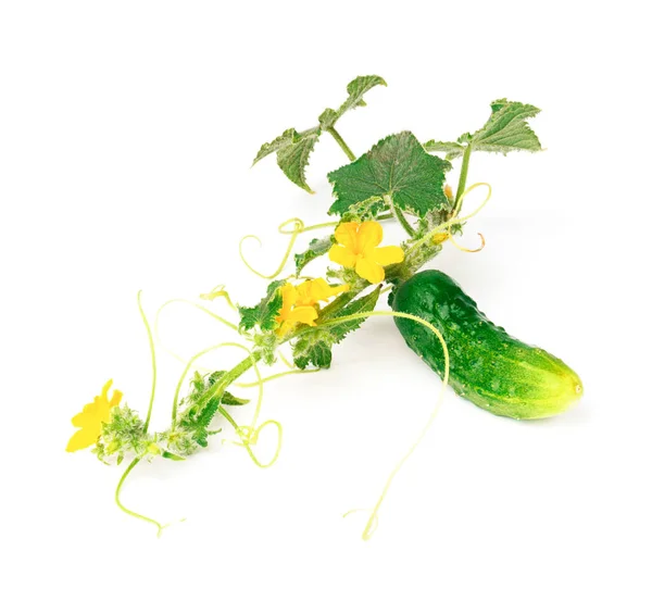 Pepino Verde Con Hojas Flores Aisladas Sobre Fondo Blanco Vegetales —  Fotos de Stock