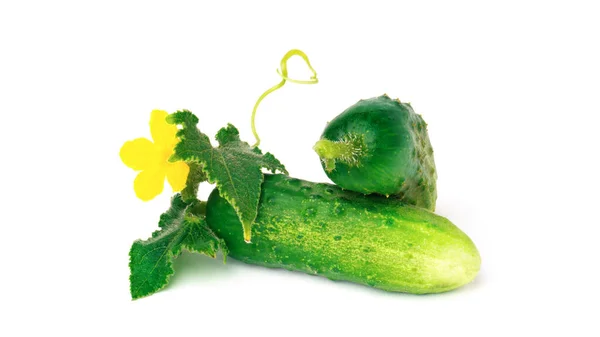 Pepinos Verdes Aislados Sobre Fondo Blanco Dos Pepinos Con Hojas —  Fotos de Stock