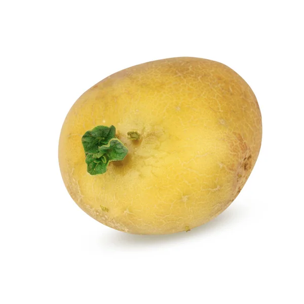 Keimende Kartoffeln Isoliert Auf Weißem Hintergrund Kartoffelknolle Mit Neuen Grünen — Stockfoto