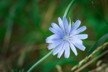 Yeşil çimenlikte mavi çiçek. Yakın plan. Güzel yabani çiçek