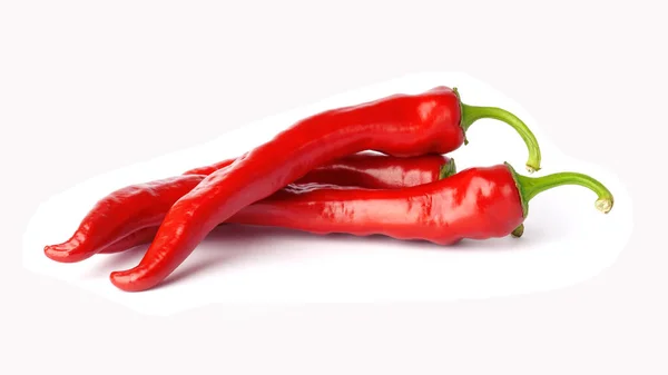 Chili Bors Izolált Fehér Háttérrel Friss Csípős Paprika — Stock Fotó