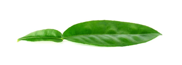 Grüne Zitrusblätter Isoliert Auf Weißem Hintergrund Ansicht Der Pomeloblätter Von — Stockfoto