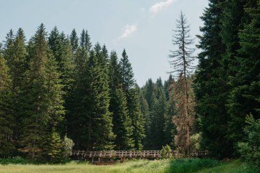 Spruce Ağaçları Doğal Ormanı, Sisler Arasındaki Güneş Işıkları mistik atmosfer yaratır