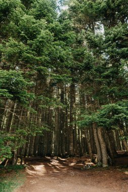 Spruce Ağaçları Doğal Ormanı, Sisler Arasındaki Güneş Işıkları mistik atmosfer yaratır