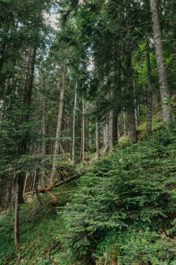 Atmosferik yeşil orman manzarası ve dağlarda fırtınalar. Kenar kozalaklı ormanı ve hafif sisli kayaları olan minimalist bir manzara. Açık sisli kozalaklı ağaçlara ve kayalara bakın. Dağ koruluğu.