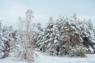 Yeni yıl ağacı kış orman içinde. Ağaçlar güzel kış manzarası kar ile kaplı. Ağaçlar hoarfrost ve kar ile kaplı. Güzel kış manzarası. Karla kaplı ağaç dalı. Kış arka plan.