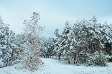 Yeni yıl ağacı kış orman içinde. Ağaçlar güzel kış manzarası kar ile kaplı. Ağaçlar hoarfrost ve kar ile kaplı. Güzel kış manzarası. Karla kaplı ağaç dalı. Kış arka plan.