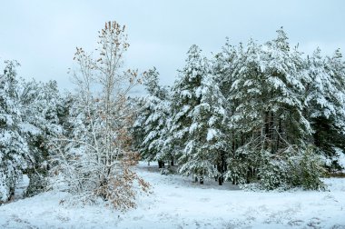 Yeni yıl ağacı kış orman içinde. Ağaçlar güzel kış manzarası kar ile kaplı. Ağaçlar hoarfrost ve kar ile kaplı. Güzel kış manzarası. Karla kaplı ağaç dalı. Kış arka plan.
