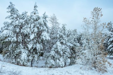 Yeni yıl ağacı kış orman içinde. Ağaçlar güzel kış manzarası kar ile kaplı. Ağaçlar hoarfrost ve kar ile kaplı. Güzel kış manzarası. Karla kaplı ağaç dalı. Kış arka plan.
