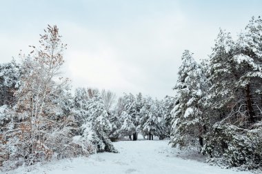 Yeni yıl ağacı kış orman içinde. Ağaçlar güzel kış manzarası kar ile kaplı. Ağaçlar hoarfrost ve kar ile kaplı. Güzel kış manzarası. Karla kaplı ağaç dalı. Kış arka plan.