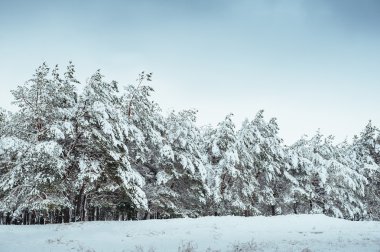 Yeni yıl ağacı kış orman içinde. Ağaçlar güzel kış manzarası kar ile kaplı. Ağaçlar hoarfrost ve kar ile kaplı. Güzel kış manzarası. Karla kaplı ağaç dalı. Kış arka plan.
