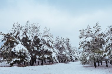 Yeni yıl ağacı kış orman içinde. Ağaçlar güzel kış manzarası kar ile kaplı. Ağaçlar hoarfrost ve kar ile kaplı. Güzel kış manzarası. Karla kaplı ağaç dalı. Kış arka plan.