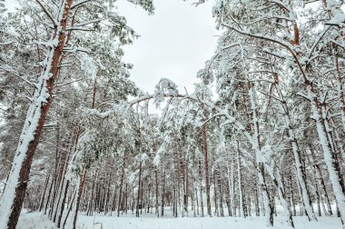 Yeni yıl ağacı kış orman içinde. Ağaçlar güzel kış manzarası kar ile kaplı. Ağaçlar hoarfrost ve kar ile kaplı. Güzel kış manzarası. Karla kaplı ağaç dalı. Kış arka plan.