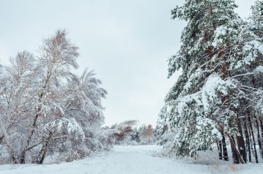 Yeni yıl ağacı kış orman içinde. Ağaçlar güzel kış manzarası kar ile kaplı. Ağaçlar hoarfrost ve kar ile kaplı. Güzel kış manzarası. Karla kaplı ağaç dalı. Kış arka plan.