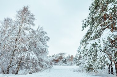 Yeni yıl ağacı kış orman içinde. Ağaçlar güzel kış manzarası kar ile kaplı. Ağaçlar hoarfrost ve kar ile kaplı. Güzel kış manzarası. Karla kaplı ağaç dalı. Kış arka plan.