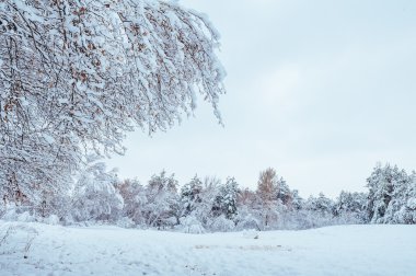 Yeni yıl ağacı kış orman içinde. Ağaçlar güzel kış manzarası kar ile kaplı. Ağaçlar hoarfrost ve kar ile kaplı. Güzel kış manzarası. Karla kaplı ağaç dalı. Kış arka plan.