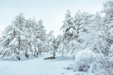 Yeni yıl ağacı kış orman içinde. Ağaçlar güzel kış manzarası kar ile kaplı. Ağaçlar hoarfrost ve kar ile kaplı. Güzel kış manzarası. Karla kaplı ağaç dalı. Kış arka plan.