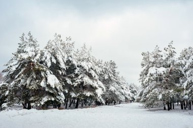 Yeni yıl ağacı kış orman içinde. Ağaçlar güzel kış manzarası kar ile kaplı. Ağaçlar hoarfrost ve kar ile kaplı. Güzel kış manzarası. Karla kaplı ağaç dalı. Kış arka plan.