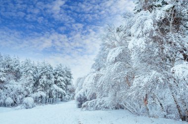 Yeni yıl ağacı kış orman içinde. Ağaçlar güzel kış manzarası kar ile kaplı. Ağaçlar hoarfrost ve kar ile kaplı. Güzel kış manzarası. Karla kaplı ağaç dalı. Kış arka plan.