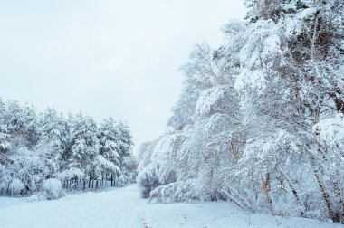 Yeni yıl ağacı kış orman içinde. Ağaçlar güzel kış manzarası kar ile kaplı. Ağaçlar hoarfrost ve kar ile kaplı. Güzel kış manzarası. Karla kaplı ağaç dalı. Kış arka plan.