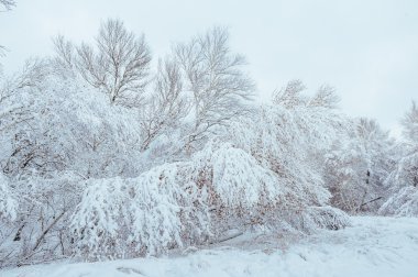 Yeni yıl ağacı kış orman içinde. Ağaçlar güzel kış manzarası kar ile kaplı. Ağaçlar hoarfrost ve kar ile kaplı. Güzel kış manzarası. Karla kaplı ağaç dalı. Kış arka plan.