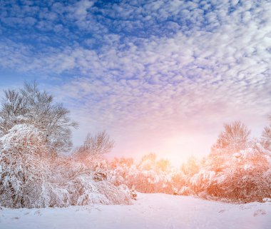 Yeni yıl ağacı kış orman içinde. Ağaçlar güzel kış manzarası kar ile kaplı. Ağaçlar hoarfrost ve kar ile kaplı. Güzel kış manzarası. Karla kaplı ağaç dalı. Kış arka plan.
