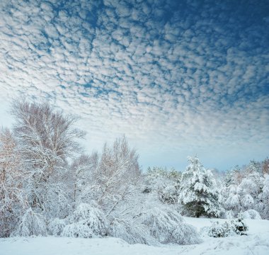 Yeni yıl ağacı kış orman içinde. Ağaçlar güzel kış manzarası kar ile kaplı. Ağaçlar hoarfrost ve kar ile kaplı. Güzel kış manzarası. Karla kaplı ağaç dalı. Kış arka plan.