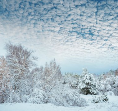 Yeni yıl ağacı kış orman içinde. Ağaçlar güzel kış manzarası kar ile kaplı. Ağaçlar hoarfrost ve kar ile kaplı. Güzel kış manzarası. Karla kaplı ağaç dalı. Kış arka plan.