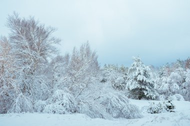 Yeni yıl ağacı kış orman içinde. Ağaçlar güzel kış manzarası kar ile kaplı. Ağaçlar hoarfrost ve kar ile kaplı. Güzel kış manzarası. Karla kaplı ağaç dalı. Kış arka plan.