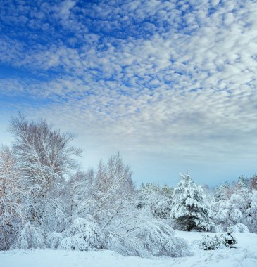 Yeni yıl ağacı kış orman içinde. Ağaçlar güzel kış manzarası kar ile kaplı. Ağaçlar hoarfrost ve kar ile kaplı. Güzel kış manzarası. Karla kaplı ağaç dalı. Kış arka plan.