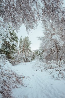 Yeni yıl ağacı kış orman içinde. Ağaçlar güzel kış manzarası kar ile kaplı. Ağaçlar hoarfrost ve kar ile kaplı. Güzel kış manzarası. Karla kaplı ağaç dalı. Kış arka plan.