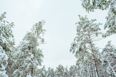 Yeni yıl ağacı kış orman içinde. Ağaçlar güzel kış manzarası kar ile kaplı. Ağaçlar hoarfrost ve kar ile kaplı. Güzel kış manzarası. Karla kaplı ağaç dalı. Kış arka plan.