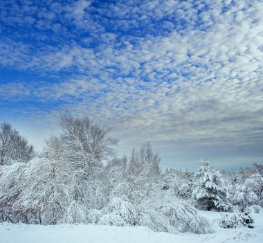 Yeni yıl ağacı kış orman içinde. Ağaçlar güzel kış manzarası kar ile kaplı. Ağaçlar hoarfrost ve kar ile kaplı. Güzel kış manzarası. Karla kaplı ağaç dalı. Kış arka plan.