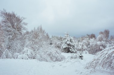 Yeni yıl ağacı kış orman içinde. Ağaçlar güzel kış manzarası kar ile kaplı. Ağaçlar hoarfrost ve kar ile kaplı. Güzel kış manzarası. Karla kaplı ağaç dalı. Kış arka plan.