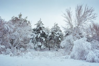 Yeni yıl ağacı kış orman içinde. Ağaçlar güzel kış manzarası kar ile kaplı. Ağaçlar hoarfrost ve kar ile kaplı. Güzel kış manzarası. Karla kaplı ağaç dalı. Kış arka plan.