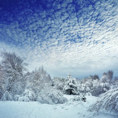 Yeni yıl ağacı kış orman içinde. Ağaçlar güzel kış manzarası kar ile kaplı. Ağaçlar hoarfrost ve kar ile kaplı. Güzel kış manzarası. Karla kaplı ağaç dalı. Kış arka plan.