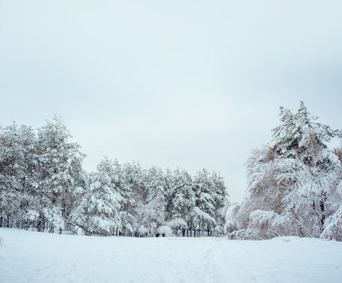 Yeni yıl ağacı kış orman içinde. Ağaçlar güzel kış manzarası kar ile kaplı. Ağaçlar hoarfrost ve kar ile kaplı. Güzel kış manzarası. Karla kaplı ağaç dalı. Kış arka plan.