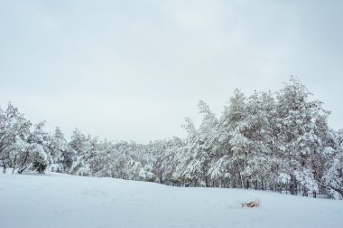 Yeni yıl ağacı kış orman içinde. Ağaçlar güzel kış manzarası kar ile kaplı. Ağaçlar hoarfrost ve kar ile kaplı. Güzel kış manzarası. Karla kaplı ağaç dalı. Kış arka plan.