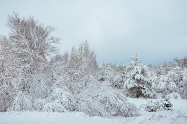 Yeni yıl ağacı kış orman içinde. Ağaçlar güzel kış manzarası kar ile kaplı. Ağaçlar hoarfrost ve kar ile kaplı. Güzel kış manzarası. Karla kaplı ağaç dalı. Kış arka plan.