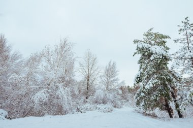 Yeni yıl ağacı kış orman içinde. Ağaçlar güzel kış manzarası kar ile kaplı. Ağaçlar hoarfrost ve kar ile kaplı. Güzel kış manzarası. Karla kaplı ağaç dalı. Kış arka plan.