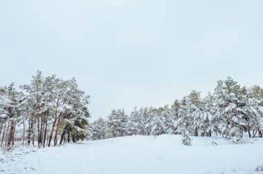 Yeni yıl ağacı kış orman içinde. Ağaçlar güzel kış manzarası kar ile kaplı. Ağaçlar hoarfrost ve kar ile kaplı. Güzel kış manzarası. Karla kaplı ağaç dalı. Kış arka plan.
