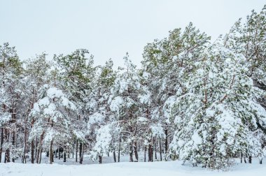 Yeni yıl ağacı kış orman içinde. Ağaçlar güzel kış manzarası kar ile kaplı. Ağaçlar hoarfrost ve kar ile kaplı. Güzel kış manzarası. Karla kaplı ağaç dalı. Kış arka plan.