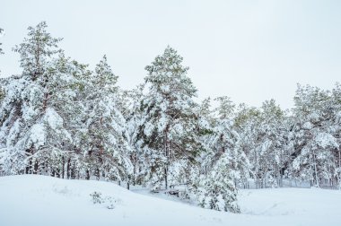 Yeni yıl ağacı kış orman içinde. Ağaçlar güzel kış manzarası kar ile kaplı. Ağaçlar hoarfrost ve kar ile kaplı. Güzel kış manzarası. Karla kaplı ağaç dalı. Kış arka plan.