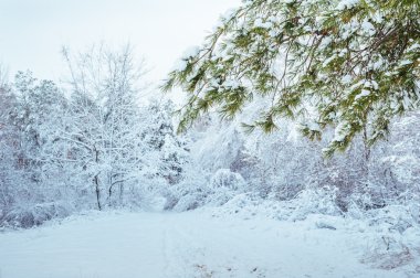 Yeni yıl ağacı kış orman içinde. Ağaçlar güzel kış manzarası kar ile kaplı. Ağaçlar hoarfrost ve kar ile kaplı. Güzel kış manzarası. Karla kaplı ağaç dalı. Kış arka plan.