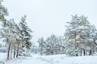 Yeni yıl ağacı kış orman içinde. Ağaçlar güzel kış manzarası kar ile kaplı. Ağaçlar hoarfrost ve kar ile kaplı. Güzel kış manzarası. Karla kaplı ağaç dalı. Kış arka plan.
