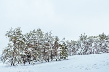 Yeni yıl ağacı kış orman içinde. Ağaçlar güzel kış manzarası kar ile kaplı. Ağaçlar hoarfrost ve kar ile kaplı. Güzel kış manzarası. Karla kaplı ağaç dalı. Kış arka plan.